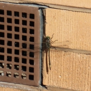 Anax papuensis at Holt, ACT - 17 Sep 2023