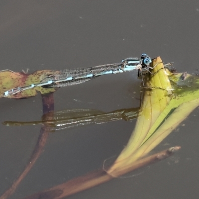 Austrolestes leda (Wandering Ringtail) at Wodonga, VIC - 16 Sep 2023 by KylieWaldon