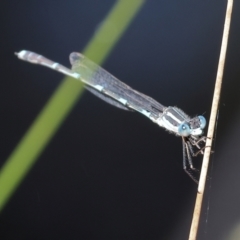 Austrolestes leda (Wandering Ringtail) at Wodonga, VIC - 16 Sep 2023 by KylieWaldon