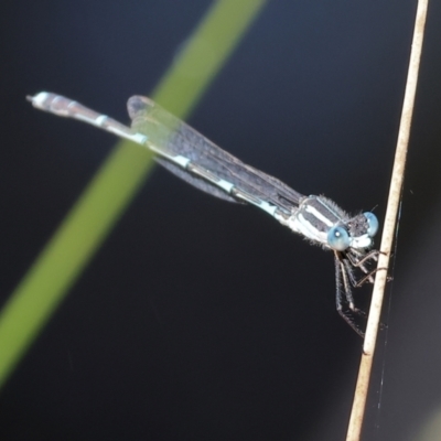 Austrolestes leda (Wandering Ringtail) at Wodonga, VIC - 16 Sep 2023 by KylieWaldon