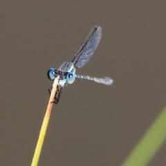 Austrolestes leda (Wandering Ringtail) at Wodonga, VIC - 16 Sep 2023 by KylieWaldon