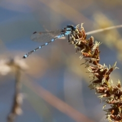 Austrolestes leda (Wandering Ringtail) at Wodonga, VIC - 16 Sep 2023 by KylieWaldon