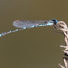 Austrolestes leda (Wandering Ringtail) at Wodonga, VIC - 16 Sep 2023 by KylieWaldon