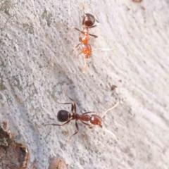 Papyrius sp. (genus) (A Coconut Ant) at Caladenia Forest, O'Connor - 16 Sep 2023 by ConBoekel