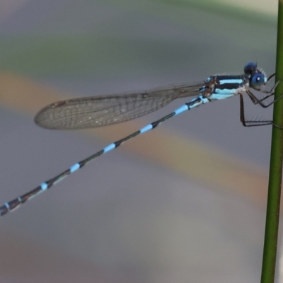 Austrolestes leda (Wandering Ringtail) at Wodonga, VIC - 16 Sep 2023 by KylieWaldon