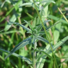 Epilobium billardiereanum subsp. cinereum (Variable Willow-herb) at Wodonga, VIC - 16 Sep 2023 by KylieWaldon