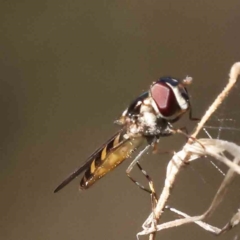 Syrphini sp. (tribe) (Unidentified syrphine hover fly) at Canberra Central, ACT - 16 Sep 2023 by ConBoekel