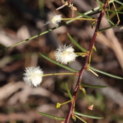 Acacia genistifolia (Early Wattle) at Caladenia Forest, O'Connor - 16 Sep 2023 by ConBoekel