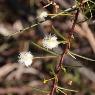 Acacia genistifolia (Early Wattle) at Acton, ACT - 16 Sep 2023 by ConBoekel