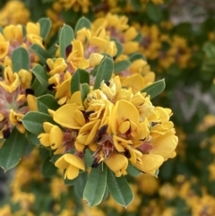 Pultenaea daphnoides (Large-leaf Bush-pea) at Mallacoota, VIC - 11 Sep 2023 by AnneG1