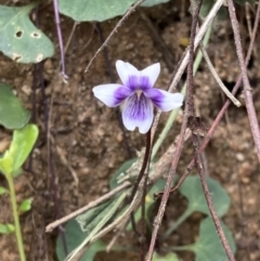 Viola banksii (Native Violet) at Mallacoota, VIC - 11 Sep 2023 by AnneG1