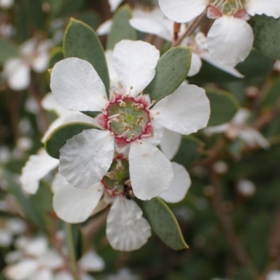 Leptospermum laevigatum (Coast Teatree) at Mallacoota, VIC - 10 Sep 2023 by AnneG1