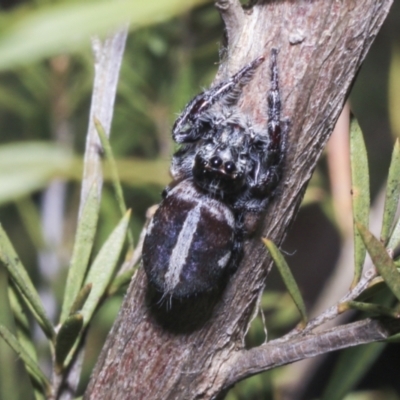 Sandalodes scopifer (White-spotted Sandalodes) at Ginninderry Conservation Corridor - 17 Sep 2023 by AlisonMilton