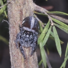 Sandalodes scopifer at Strathnairn, ACT - 17 Sep 2023 11:29 AM