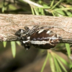 Sandalodes scopifer at Strathnairn, ACT - 17 Sep 2023 11:29 AM