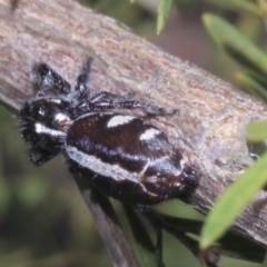 Sandalodes scopifer at Strathnairn, ACT - 17 Sep 2023 11:29 AM