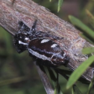 Sandalodes scopifer at Strathnairn, ACT - 17 Sep 2023 11:29 AM