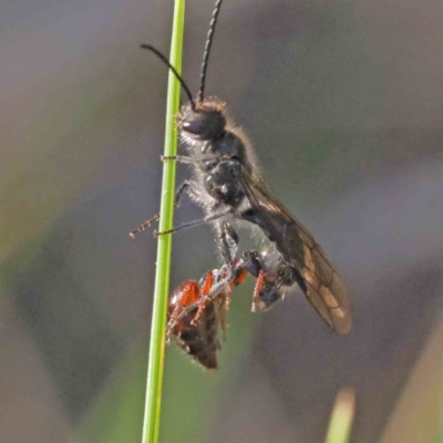 Thynninae (subfamily) (Smooth flower wasp) at Acton, ACT - 16 Sep 2023 by ConBoekel