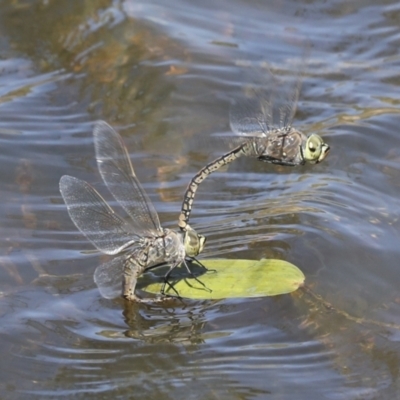 Anax papuensis (Australian Emperor) at Strathnairn, ACT - 17 Sep 2023 by AlisonMilton