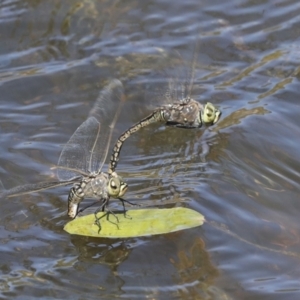 Anax papuensis at Strathnairn, ACT - 17 Sep 2023