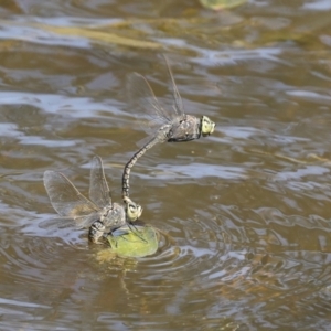 Anax papuensis at Strathnairn, ACT - 17 Sep 2023