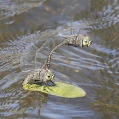 Anax papuensis at Strathnairn, ACT - 17 Sep 2023