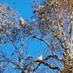 Falco cenchroides (Nankeen Kestrel) at Callum Brae - 17 Sep 2023 by Mike