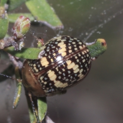 Paropsis pictipennis (Tea-tree button beetle) at Strathnairn, ACT - 17 Sep 2023 by AlisonMilton