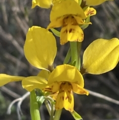 Diuris nigromontana (Black Mountain Leopard Orchid) at Gossan Hill - 17 Sep 2023 by JVR