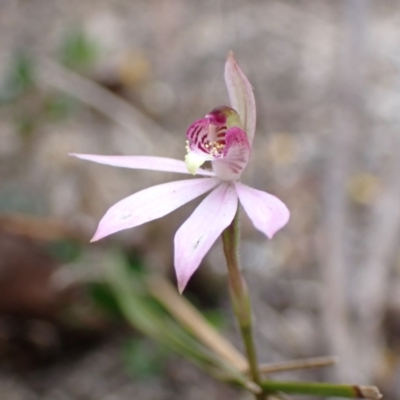 Caladenia carnea (Pink Fingers) at Mallacoota, VIC - 11 Sep 2023 by AnneG1