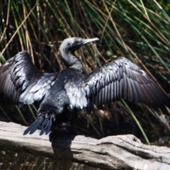 Phalacrocorax sulcirostris (Little Black Cormorant) at Victoria Point, QLD - 14 Sep 2023 by PJH123