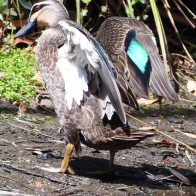 Anas superciliosa (Pacific Black Duck) at Victoria Point, QLD - 14 Sep 2023 by PJH123