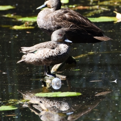 Anas superciliosa (Pacific Black Duck) at Victoria Point, QLD - 14 Sep 2023 by PJH123