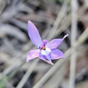 Glossodia major at Canberra Central, ACT - suppressed