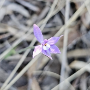 Glossodia major at Canberra Central, ACT - suppressed