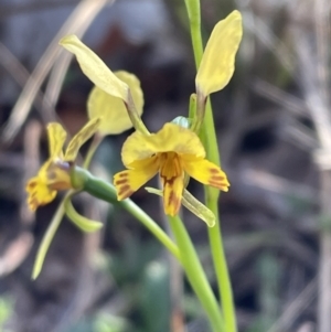 Diuris nigromontana at Bruce, ACT - suppressed