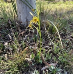 Diuris nigromontana at Bruce, ACT - suppressed