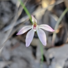 Caladenia fuscata at Canberra Central, ACT - 17 Sep 2023