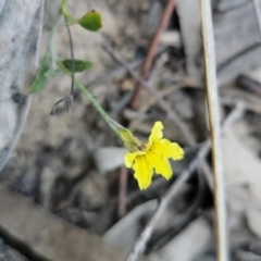 Goodenia hederacea subsp. hederacea at Canberra Central, ACT - 17 Sep 2023 03:41 PM