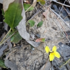 Goodenia hederacea subsp. hederacea at Canberra Central, ACT - 17 Sep 2023