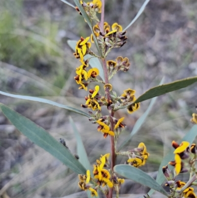 Daviesia mimosoides subsp. mimosoides at Canberra Central, ACT - 17 Sep 2023 by Csteele4