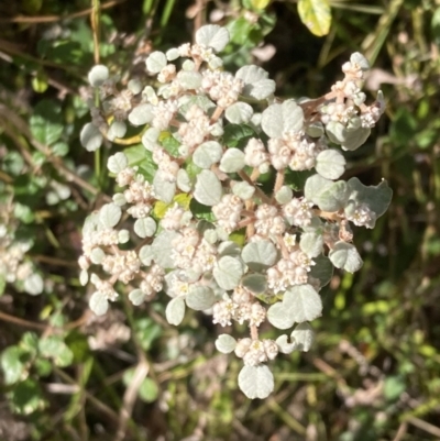 Spyridium parvifolium (Dusty Miller) at Mallacoota, VIC - 10 Sep 2023 by AnneG1