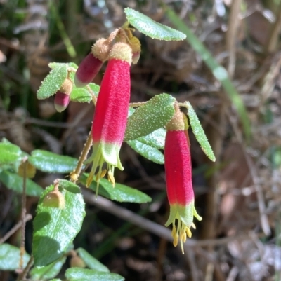 Correa reflexa (Common Correa, Native Fuchsia) at Mallacoota, VIC - 10 Sep 2023 by AnneG1