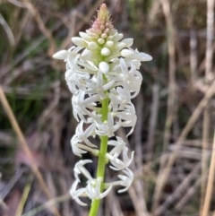 Stackhousia monogyna (Creamy Candles) at Mallacoota, VIC - 10 Sep 2023 by AnneG1