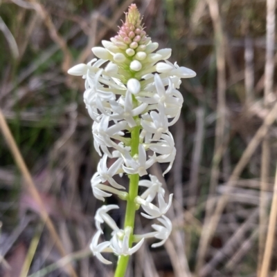 Stackhousia monogyna (Creamy Candles) at Mallacoota, VIC - 10 Sep 2023 by AnneG1