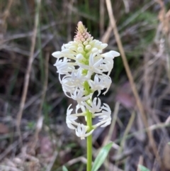 Stackhousia monogyna at Mallacoota, VIC - 10 Sep 2023 10:53 AM