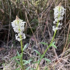 Stackhousia monogyna at Mallacoota, VIC - 10 Sep 2023 10:53 AM