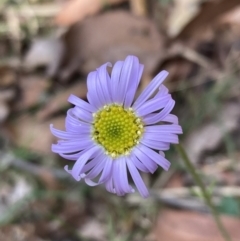 Brachyscome spathulata (Coarse Daisy, Spoon-leaved Daisy) at Mallacoota, VIC - 10 Sep 2023 by AnneG1