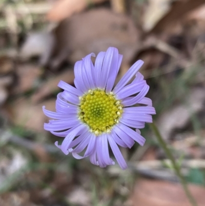 Unidentified Daisy at Mallacoota, VIC - 10 Sep 2023 by AnneG1