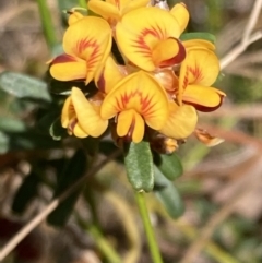 Pultenaea retusa at Mallacoota, VIC - 10 Sep 2023 11:06 AM